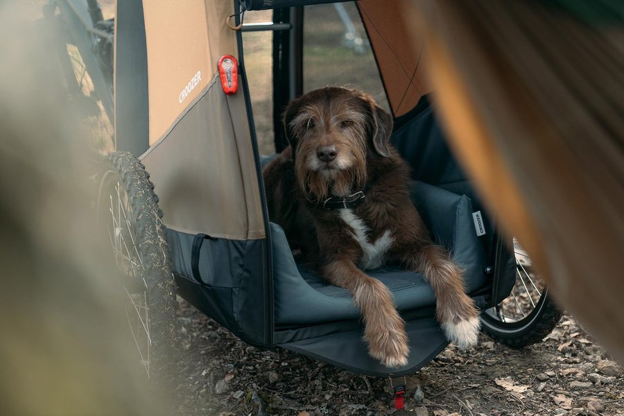Chien couché sur un coussin à l'intérieur d'une remorque vélo chien Croozer Dog, porte ouverte