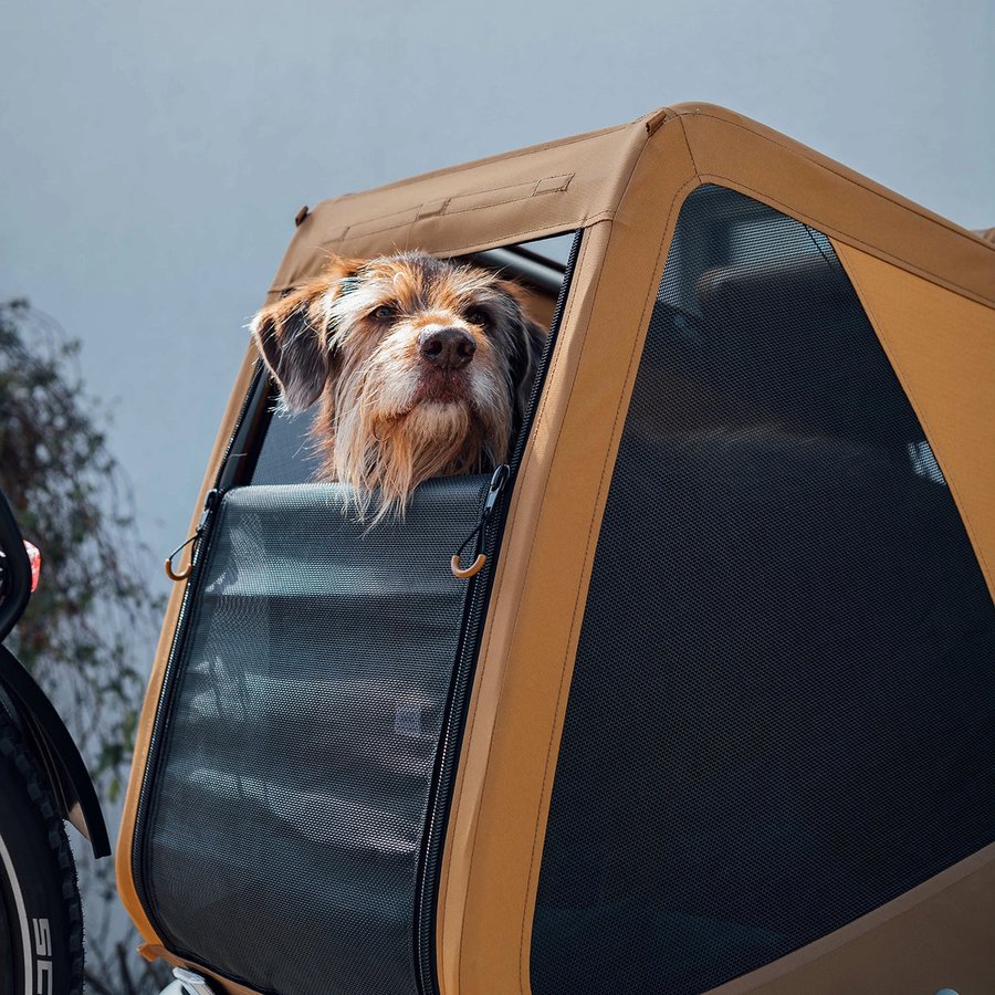 Chien à poil mi-long regardant par la fenêtre en moustiquaire d'une remorque vélo chien Croozer Dog