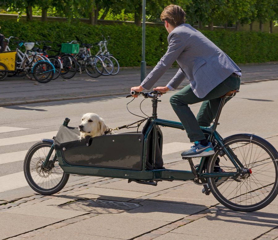 Cycliste en ville sur un vélo cargo avec un chien clair assis dans le bac avant, la laisse attachée au cadre